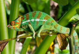 8 Dias de Aventuras no Norte de Madagascar