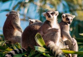 12 Dias em Madagascar